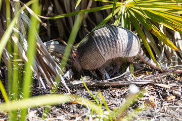 Nine Banded Armadillo Forages for food
