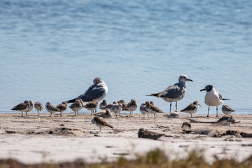 Gulls and Sandpipers on the waters edge