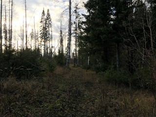 forest in fog
