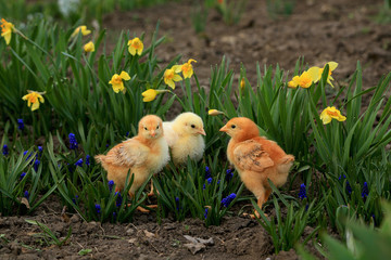 Three little chicks - two foxes and one broiler in blooming yellow daffodils and muscari in the...