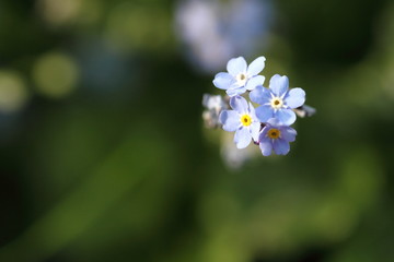 Myosotis