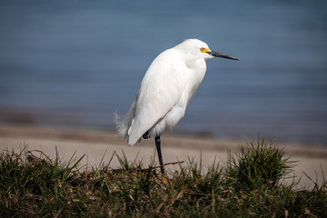 Snowey Egret stading on one leg