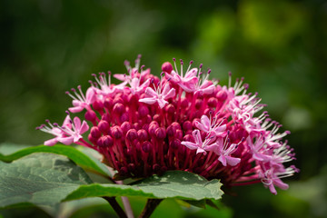 Clerodendrum bungei bud with purple cap in garden. Close-up flower in natural sunlight on blurred dark green background. Flower landscape for nature wallpaper. Place for your text. Selective focus