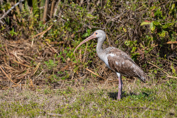 Juvenile American White Ibis Bird