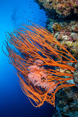Bunte Koralle an einem Riff im Roten Meer bei Hurghada