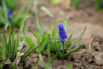 Large inflorescence of blue muscari or mouse hyacinth or adder onion in the garden