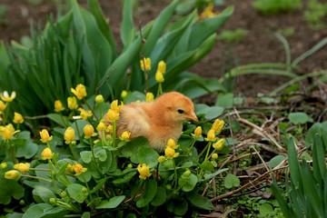 Fox chick in blooming flowers of marsh marshmallow in the garden