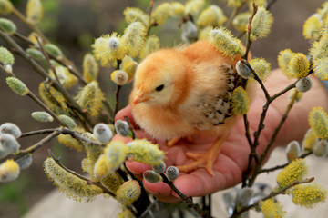 Fox chick sitting on the palm in the flowering branches of willow