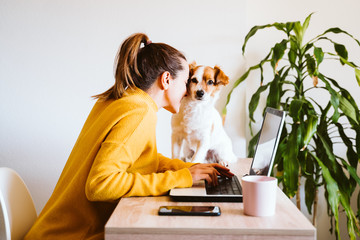 young woman working on laptop at home,cute small dog besides. work from home, stay safe during coronavirus covid-2019 concpt - 334282336