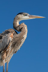 Great Blue Heron close up