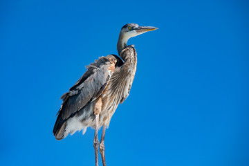 Great Blue Heron close up