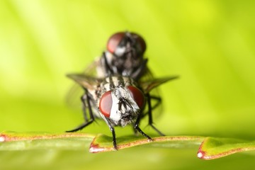 The fly