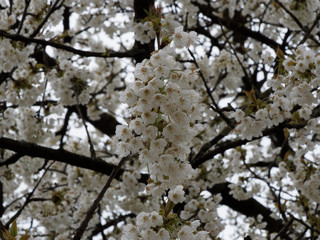 Obraz premium Prunus avium | Cerisier des oiseaux | Merisier sauvage | Cerisier sauvage | Cerisier ornemental