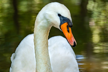 Obraz premium Closeup portrait of Mute Swan at wildlife sanctuary in Rome Georgia.