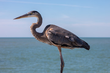 Great Blue Heron close up