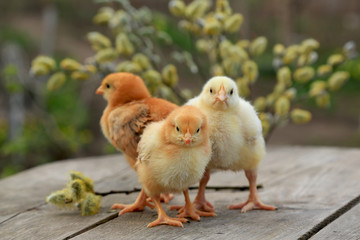 Three chicken - two fox chicken and one broiler on a wooden background with branches of a blossoming willow