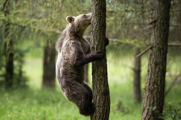 Young brown bear, ursus arctos, climbs a tree in summer forest with green blurred background. Fauna of Slovakia, Europe in natural environment. Mammal gripping trunk with copy space