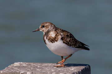 Small brown bird siting on post