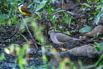 White tipped Dove photographed in Corumba, Mato Grosso do Sul. Pantanal Biome. Picture made in 2017.