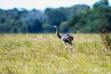 Greater Rhea photographed in Corumba, Mato Grosso do Sul. Pantanal Biome. Picture made in 2017.