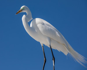 Great Egret with green eye