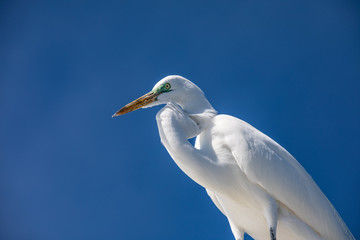 Great Egret with green eye