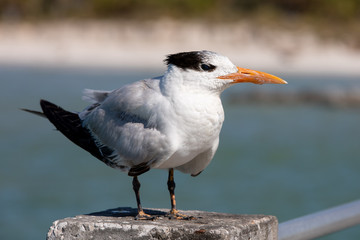 Royal Turn on Gulf Coast of Florida