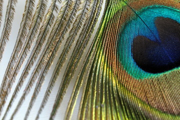 Obraz premium Oeil de paon