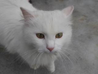 Fototapeta na wymiar portrait of white long-haired cat