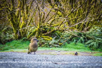 New Zealand Kea