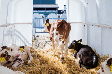 Calves cows on a diary farm, agriculture industry.
