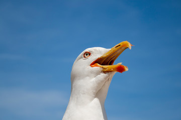 seagull closeup