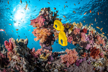 Korallenriff im Ras Mohammed Nationalpark im Roten Meer in Ägypten - obrazy, fototapety, plakaty