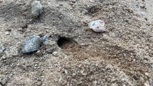 Sand wasp (Stictia carbonaria). Close up shot of Sand Wasp(s) digging little tunnels in the sand. Also known commonly as "sand bees." 
