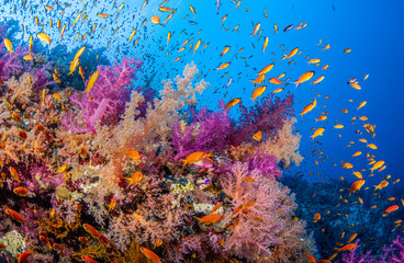 Bunte Weichkorallen in Ras Mohammed im Roten Meer in Ägypten