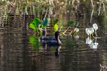  Neotropic Cormorant photographed in Corumba, Mato Grosso do Sul. Pantanal Biome. Picture made in 2017.