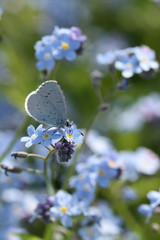 Papillon bleu