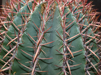 Defend yoursel concept - catus close up photo with long strong pricks