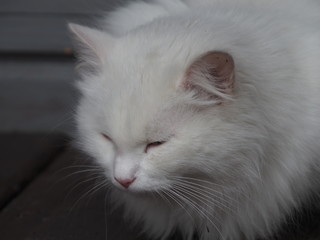 portrait of white long-haired cat