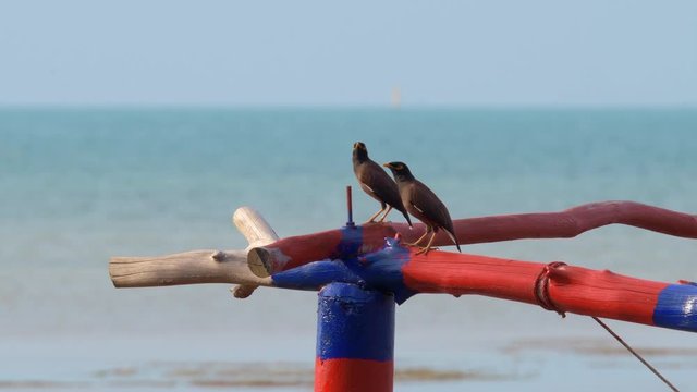 Common Myna (Acridotheres tristis) couple standing on a colorful painted tree above turquoise ocean, another bird flies away.