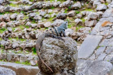 Iguana in the tropical forest in Mexico between the pyramids of Chichén Itzá