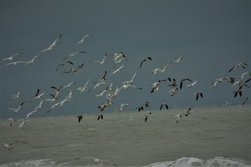 flock of seagulls