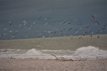 seagulls on the beach