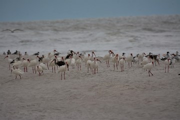 Fototapeta na wymiar Flock of birds surf