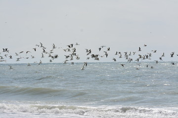 flock of birds Naples FL