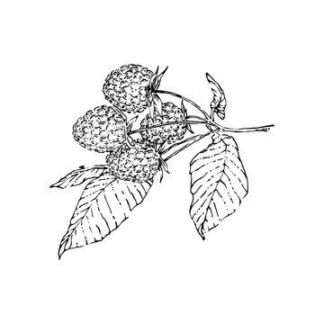 recommend clip art: Hand drawn bunch of raspberries with berries. Sketch style vector illustration. Black isolated botanical vector illustration on white background