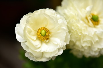 bеаutiful white flowers