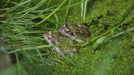 Frogs