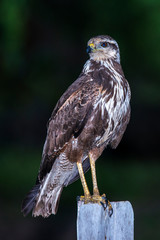 Savanna Hawk photographed in Corumba, Mato Grosso do Sul. Pantanal Biome. Picture made in 2017.