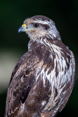 Savanna Hawk photographed in Corumba, Mato Grosso do Sul. Pantanal Biome. Picture made in 2017.